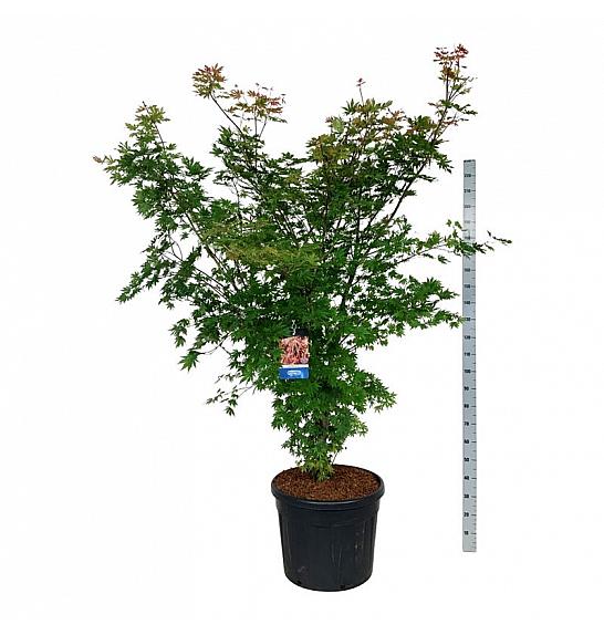 Acer pseudosieboldianum North Wind ® C90 Lit. 200-225 cm extra