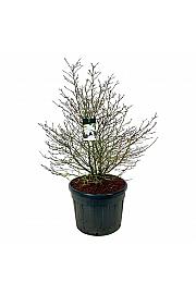 Magnolia stellata C130 Lit. 125-150 cm; Soliter