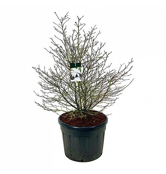 Magnolia stellata C130 Lit. 125-150 cm; Soliter