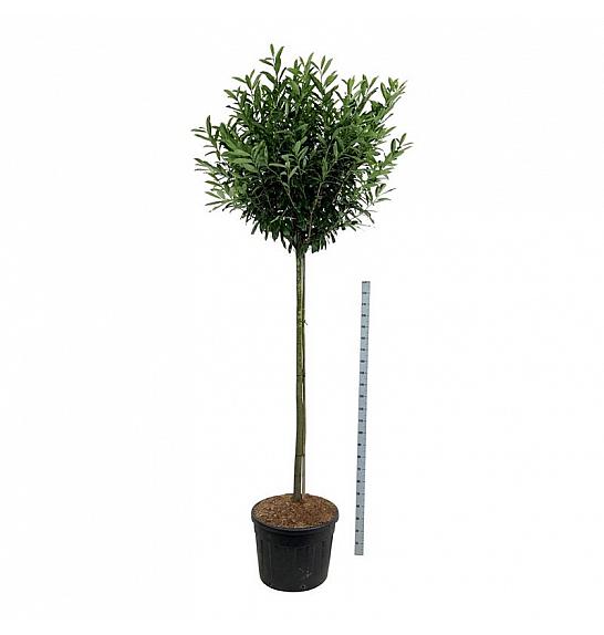 Prunus laurocerasus Caucasica C130 Lit. Na steblu 180 cm extra