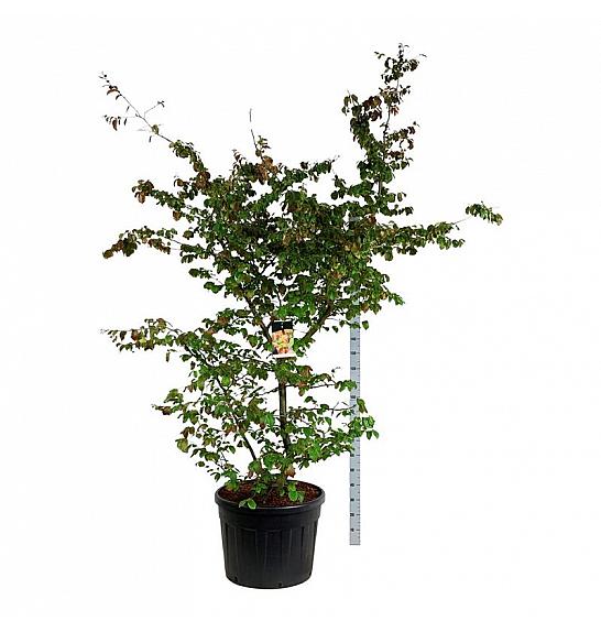 Parrotia persica C130 Lit. 200-225 cm extra