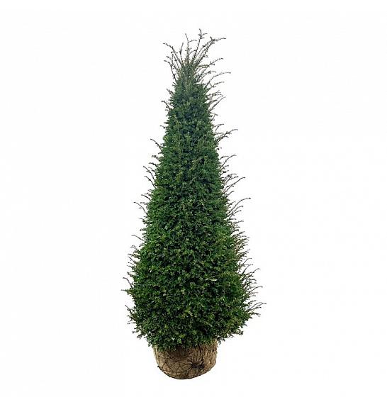 Taxus baccata bala 200-225 cm; Piramida extra