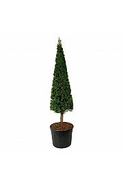 Taxus baccata C110 Lit. 200-225 cm; Piramida na steblu 20 cm
