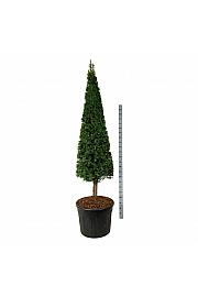 Taxus baccata C110 Lit. 200-225 cm; Piramida na steblu 20 cm