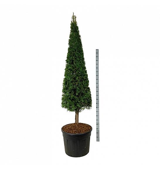 Taxus baccata C110 Lit. 200-225 cm; Piramida na steblu 20 cm