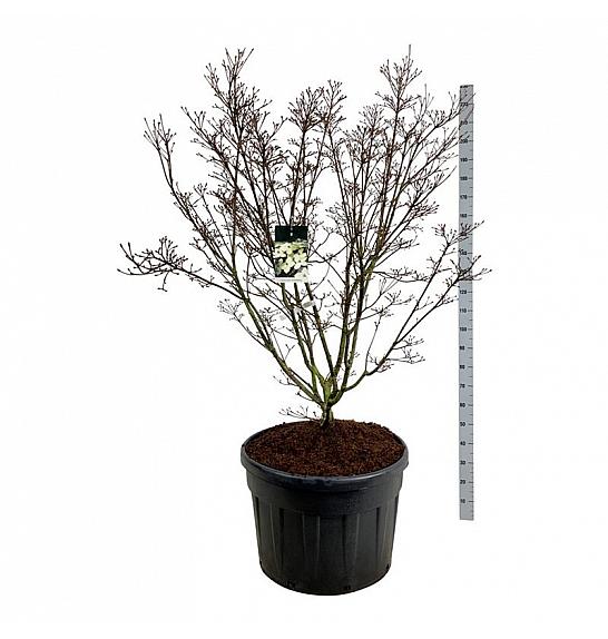 Cornus kousa Schmetterling C180 Lit. 150-175 cm; Soliter