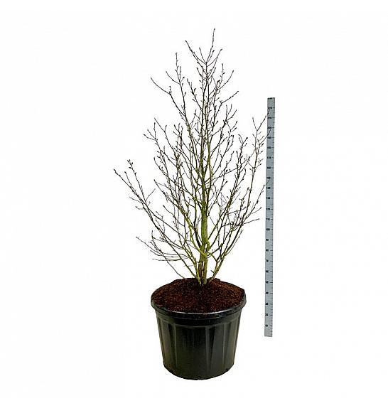 Magnolia loebneri Merrill C180 Lit. 175-200 cm; Soliter