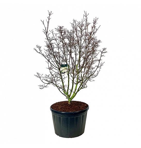 Cornus kousa Schmetterling C230 Lit. 175-200 cm; Soliter