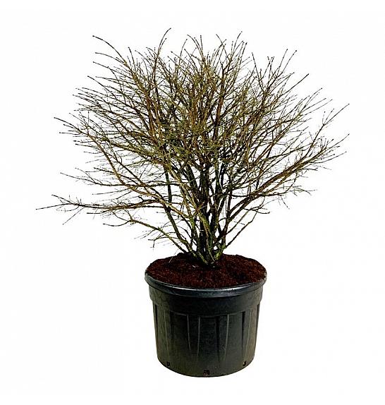 Euonymus alatus C230 Lit. 150-175 cm; Soliter