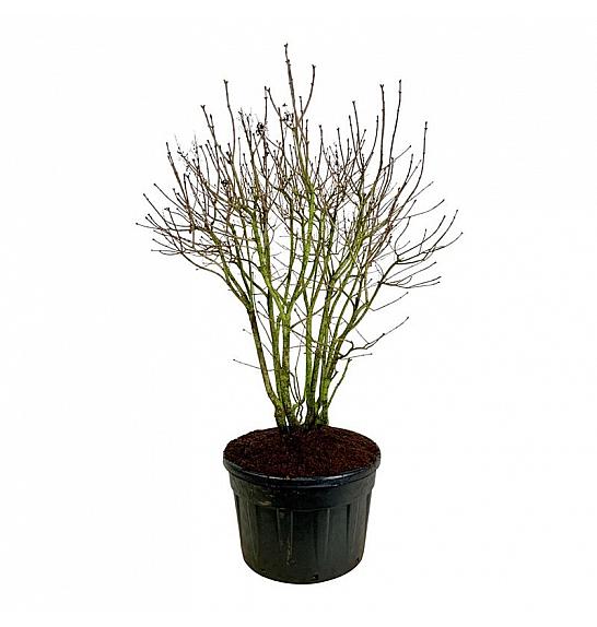 Syringa vulgaris Michel Buchner C230 Lit. 150-175 cm; Soliter