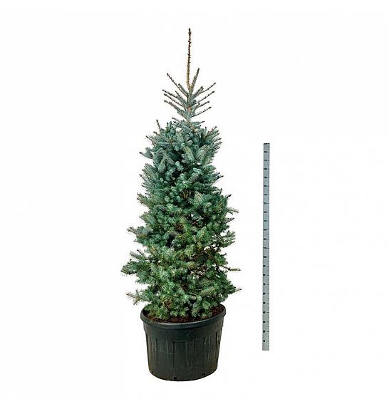 Picea pungens Edith C230 Lit. 225-250 cm; Soliter