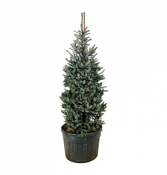 Picea pungens Erich Frahm C180 Lit. 175-200 cm; Soliter