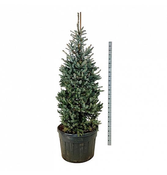 Picea pungens Erich Frahm C180 Lit. 175-200 cm; Soliter