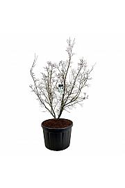 Cornus kousa China Girl C230 Lit. 200-225 cm; Soliter