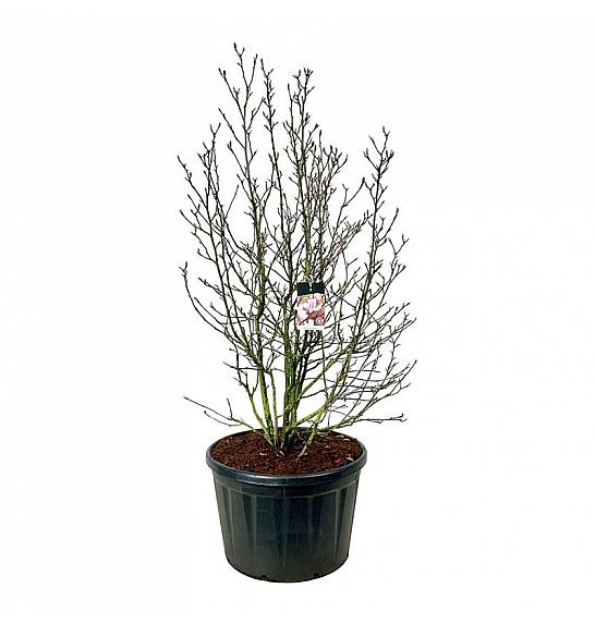 Magnolia soulangeana C230 Lit. 200-225 cm; Soliter