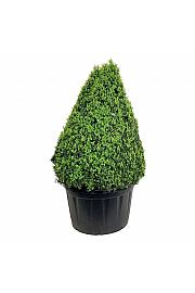Buxus sempervirens C285 Lit. 125-150 cm; Piramida