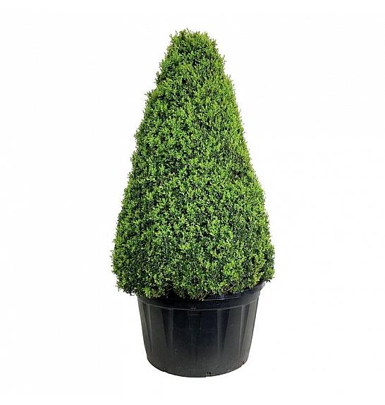 Buxus sempervirens C285 Lit. 150-175 cm; Piramida