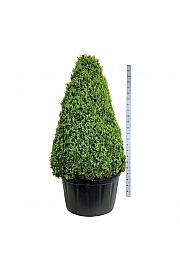 Buxus sempervirens C285 Lit. 150-175 cm; Piramida
