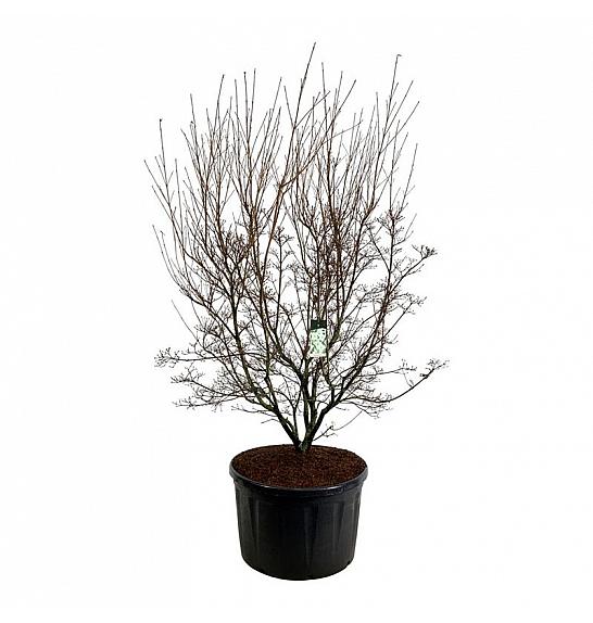 Cornus kousa Milky Way C285 Lit. 225-250 cm; Soliter