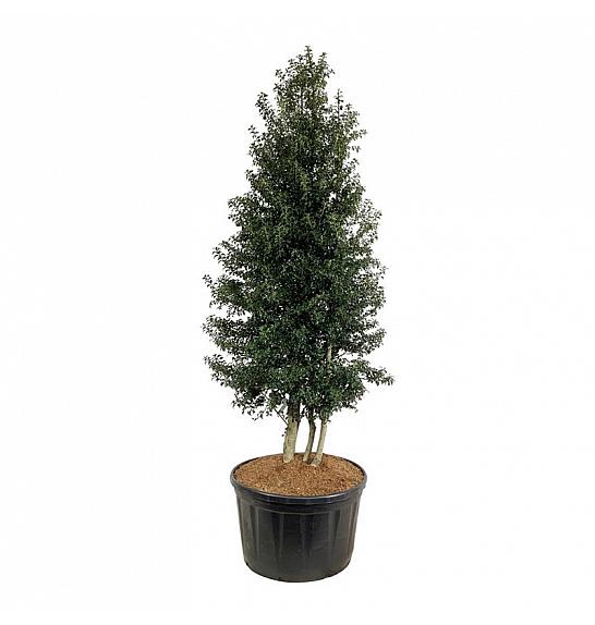 Ilex aquipernyi Dragon Lady C285 Lit. 300-350 cm; Piramida na steblu 20 cm