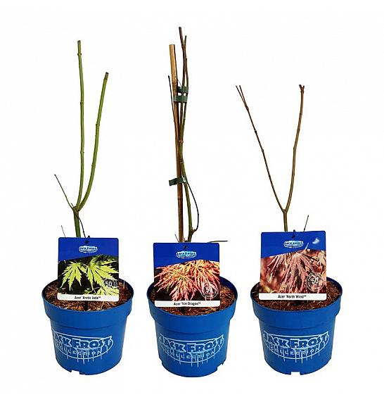 Acer JACK FROST® Mix C3 Lit. 1 CC VOZIČEK