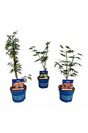 Acer JACK FROST® Mix C3 Lit. 1 CC VOZIČEK