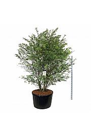 Amelanchier lamarckii C285 Lit. 225-250 cm; Soliter