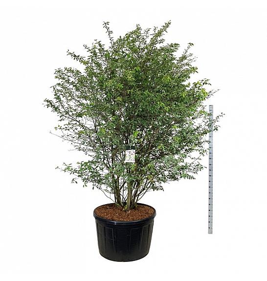 Amelanchier lamarckii C285 Lit. 225-250 cm; Soliter