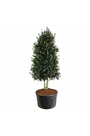 Ilex aquipernyi Dragon Lady C500 Lit. 300-350 cm; Piramida na steblu 20 cm