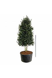 Ilex aquipernyi Dragon Lady C500 Lit. 300-350 cm; Piramida na steblu 20 cm
