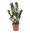ZAMIOCULCAS; Ø17