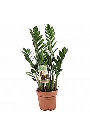 ZAMIOCULCAS; Ø17
