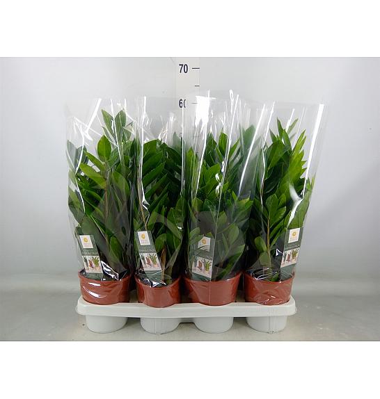 ZAMIOCULCAS; Ø14 cm