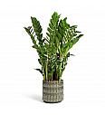 ZAMIOCULCAS; Ø12