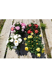 Xerochrysum bracteatum Ø14