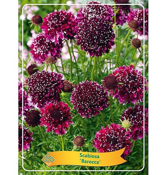 Scabiosa Barocca Ø11