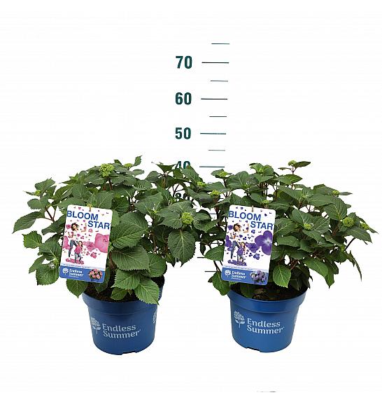 Hydrangea E.S. Mix Collection® C5 Lit. 25-30 cm