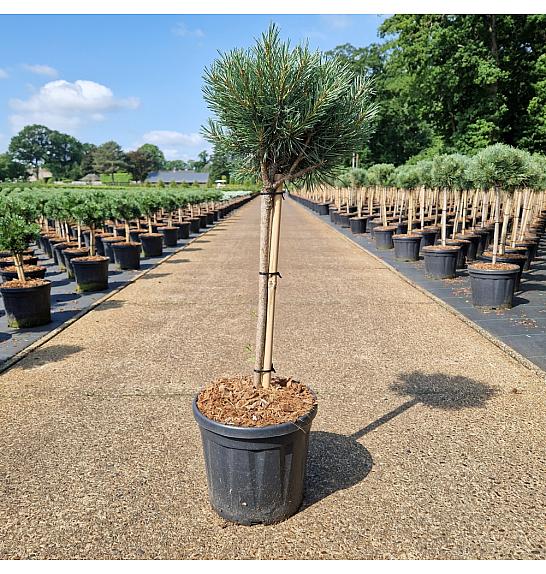 Pinus sylvestris Watereri C8 Lit. Na steblu 40 cm