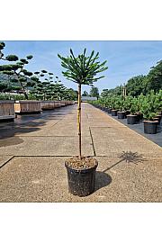 Cryptomeria japonica Dinger C8 Lit. Na steblu 60 cm