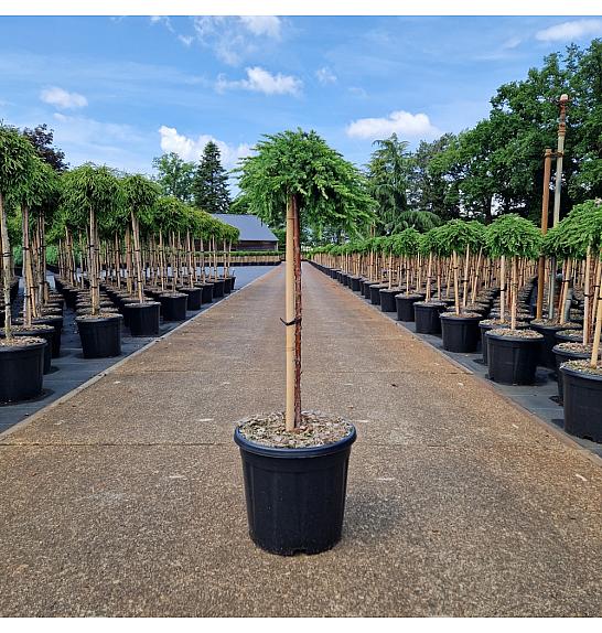 Juniperus communis Green Mantle new C15 Lit. Na steblu 60 cm