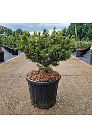 Pinus parviflora Kusu Dama C11 Lit. 30-40 cm