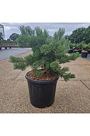 Pinus mugo Krauskopf C15 Lit. 50/+ cm