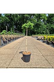 Juniperus procumbens Nana new C15 Lit. Na steblu 80 cm
