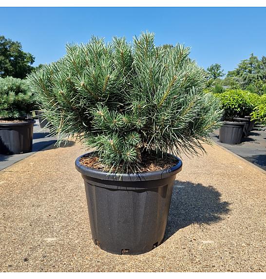 Pinus sylvestris Watereri C35 Lit. 60-70 cm Krogla