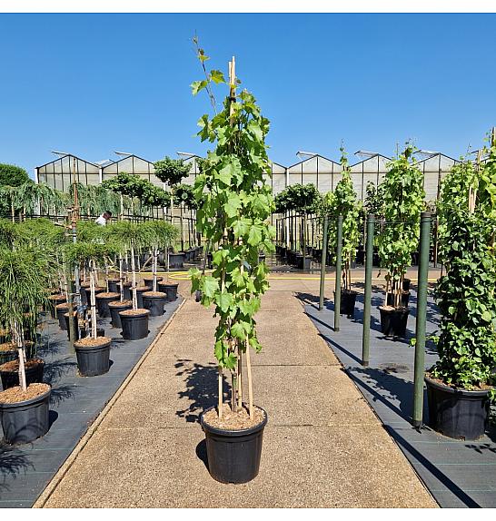 Vitis Bianca C45 Lit. 200/+ cm
