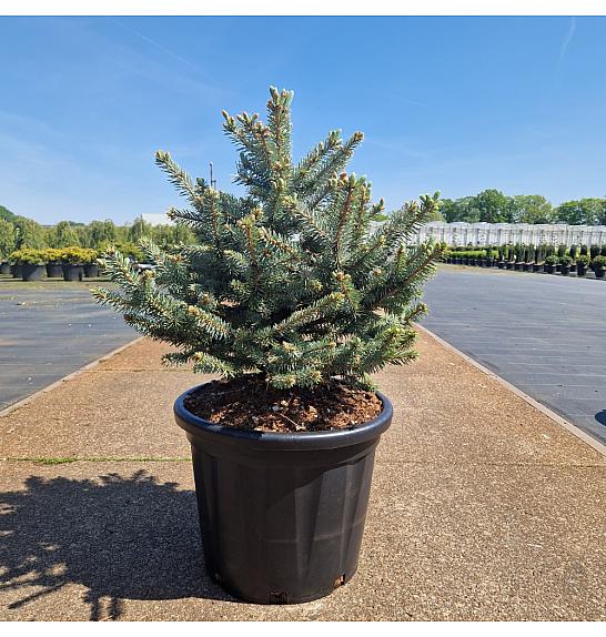 Picea pungens Sester Blue C35 Lit. 80-90 cm