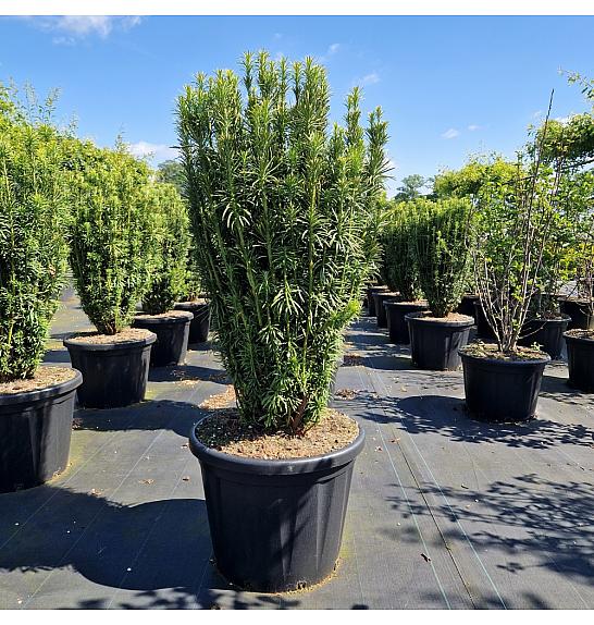 Cephalotaxus harringtonia Fastigiata C80 Lit. 100-110 cm