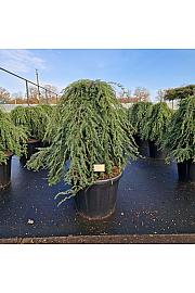 Tsuga canadensis Pendula C80 Lit. 80-100 cm