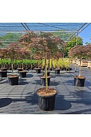 Acer palmatum Dissectum Inaba-shidare C45 Lit. Na steblu 90 cm