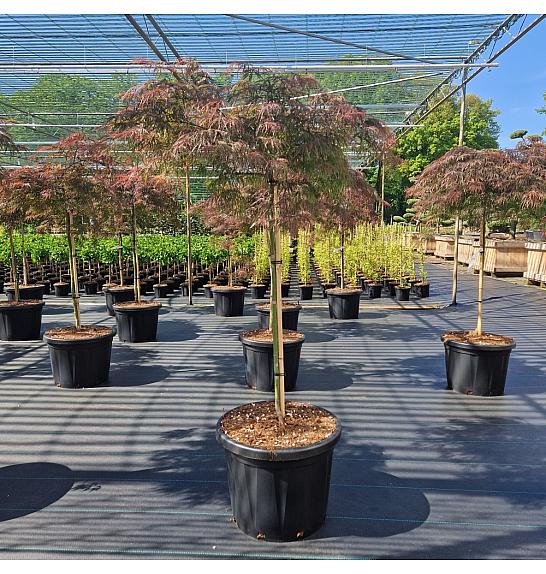 Acer palmatum Dissectum Inaba-shidare C45 Lit. Na steblu 90 cm